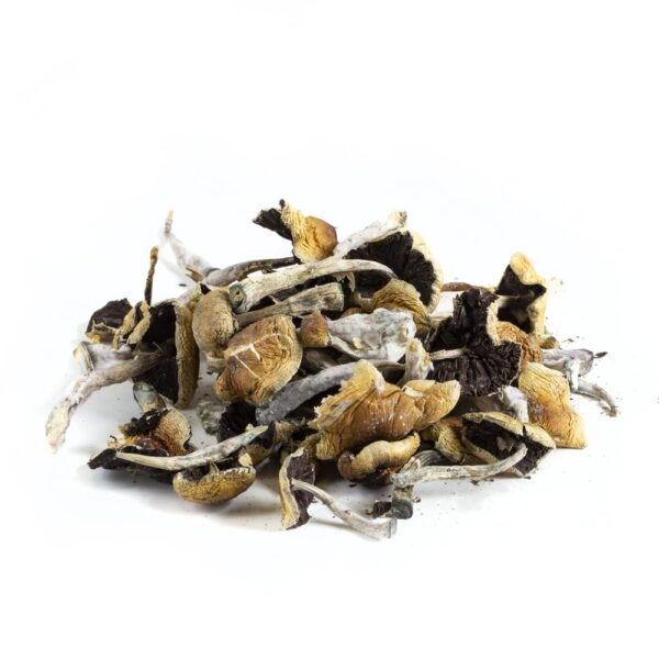 Wollygong Magic Mushrooms