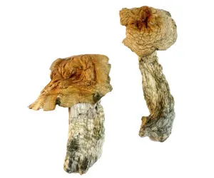 Bull Run Magic Mushrooms - 28g