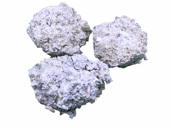 Calypso (Enigma) - Magic Mushrooms
