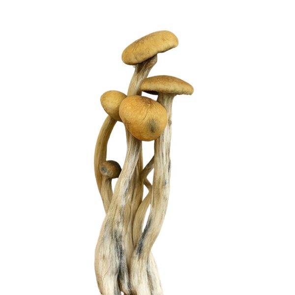 P. Natalensis - Magic Mushrooms